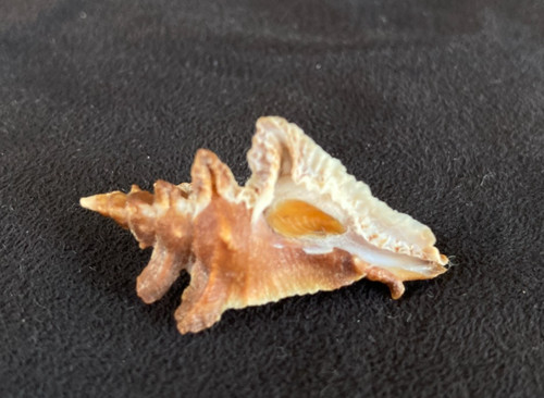 MURICIDAE Pterynotus Acanthopterus 35.2mm West Australia w/operculum