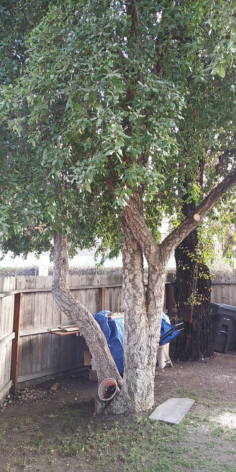 Acorns, Cork Oak, 100ct Fresh, Standard Pick - Fall 2025 - Good for Growing