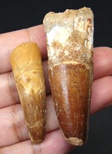 SPINOSAURUS DINOSAUR TEETH - 2.17” & 1.60
