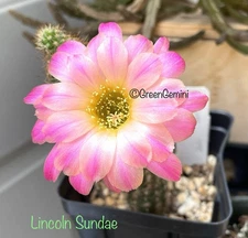 LINCOLN SUNDAE- Chamaecereus Rare European Hybrid Rooted Plants Peanut Cactus