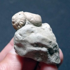 SM53 - GIBBULA, Fossile, Pliozän (Italien)