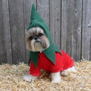 dog christmas elf costume