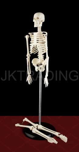 Human Skeleton Anatomical Model up to 180cm Medical Anatomy w/ or w/o MUSCLES - Picture 77 of 97