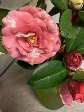 Japanes Camelia  Tree Seeds for Planting ( 12)- Camellia Japonica - Varigat