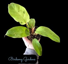 Philodendron Snowdrift Rooted Plant 4" Pot As Pictured