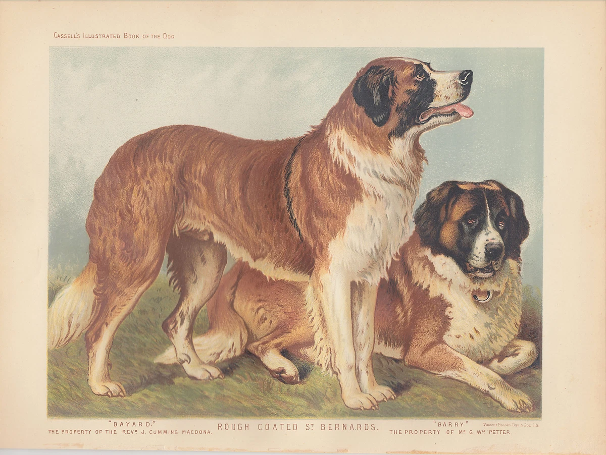 Saint bernard cheap rough coat
