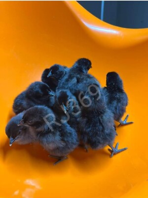 3 Swedish Black Hen Fertile Hatching Eggs Rare Back Exotic Unique Beautiful Bird
