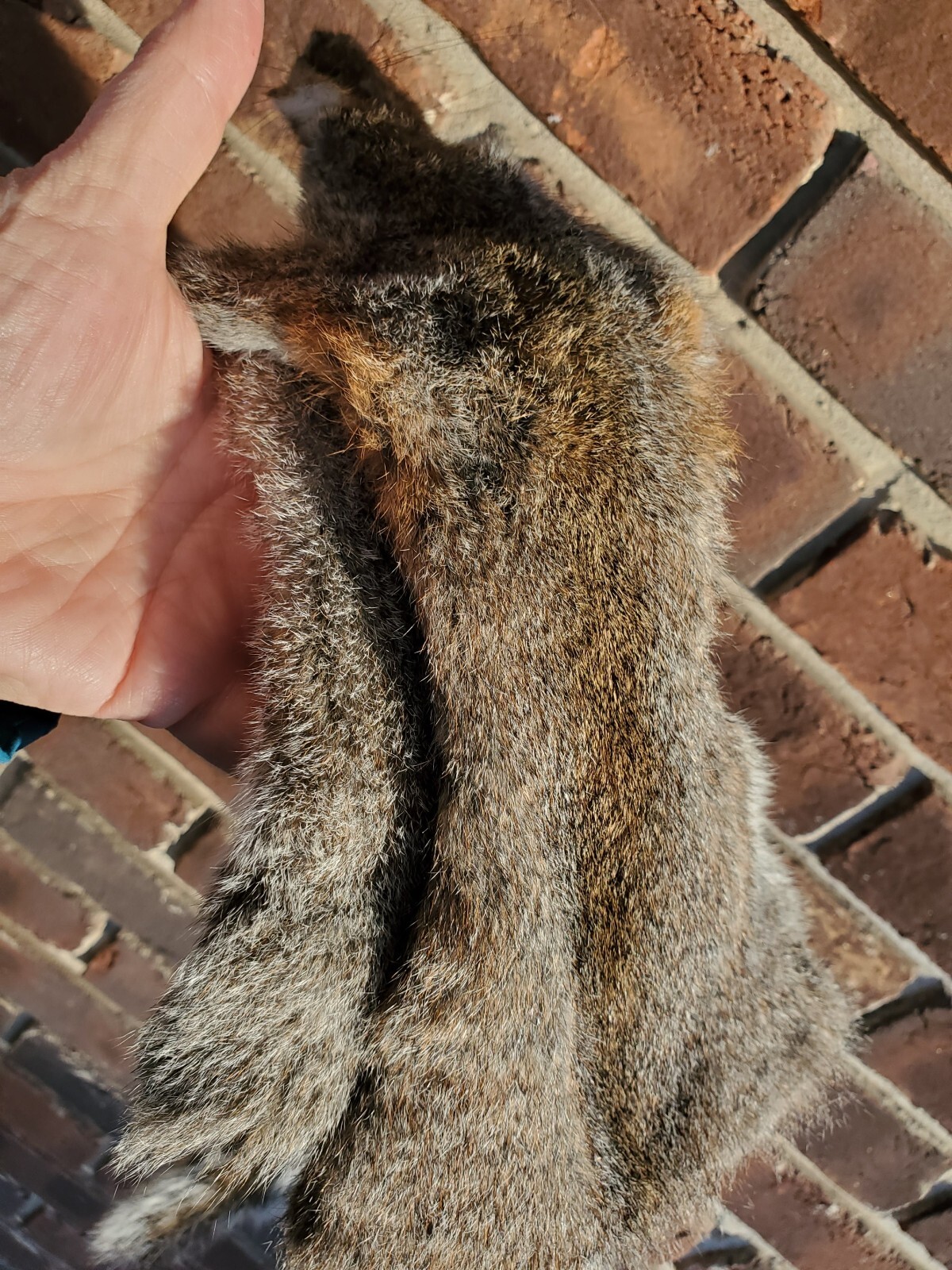 squirrel skin tanned fur hide eBay