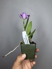 NEW! Unreleased 2027 Cattleya (C. Mem. Jerome Schultz x Slc. Cosmic Future) — photo 7