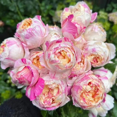 Edouard Manet Climbing Bi-color Rose Live Rose Plant 7" Tall - Picture 3 of 5