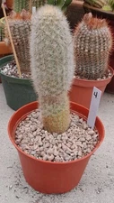  HAAGEOCEREUS PSEUDOMELANOSTELE AURIESPINUS CACTUS 7-8"Hx2-3"W Ships Bareroot #4