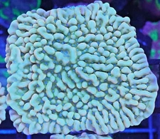 [WYSIWYG] WWC Kung Pao Montipora Frag #1 Easy Monti SPS Live Coral
