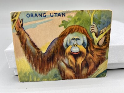 Jungle Chewing Gum card #15 Orang Utan, World Wide Gum Company