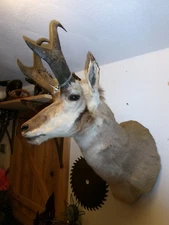 Vintage Pronghorn Antelope Taxidermy Shoulder Mount