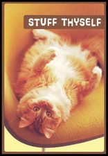 Greeting Card - Cat Kitten Tabby - Thanksgiving - 0033