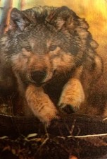 3-D LENTICULAR Trading Card - GRAY WOLF (Canis lupus) - FREE SHIPPING!