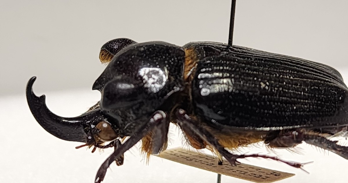 標本 Guatemala Pantodinus klugi 42mm RARE Pantodinus klugi 33.91mm