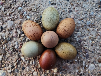 #ad #ad Speckled Hatching EGGS 12 Welsummers Marans Backcrossed Olive Eggers $100.00