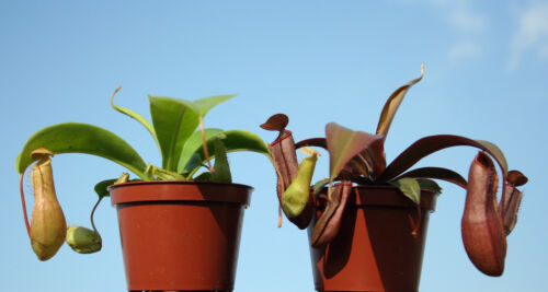 2x Highland Tropical PITCHER live CARNIVOROUS PLANTS:Nepenthes alata & sanguinea - Picture 1 of 2