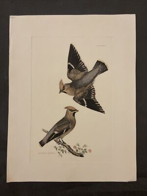 P.J Selby Hand Colored Copper Engraving-Bohemian Waxwing. (22x16 Inches) MRG