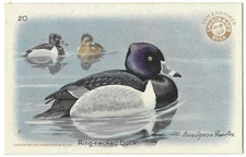 Ring necked Duck Series No 4 Bird Card Arm & Hammer Church & Dwight #20 1924