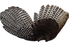1 - Grade #1 Adult Wild Turkey Complete Wing Right