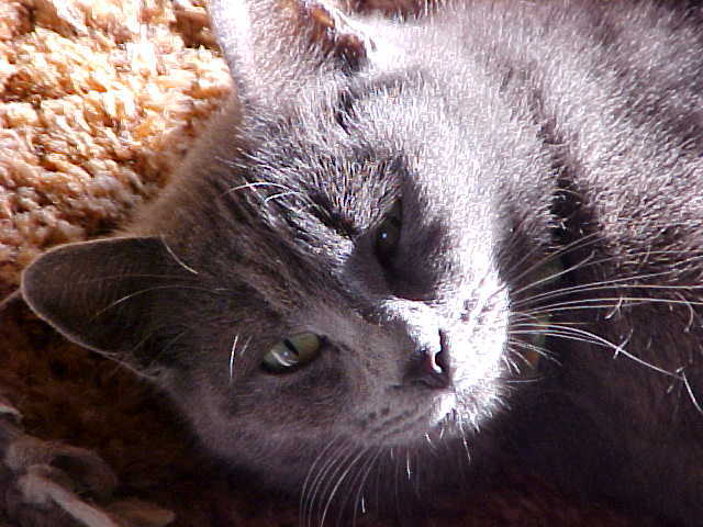 1000  CAT DOG OAT WHEAT RYE GRASS SEED Digestive Aid Bird Rabbit Turtle Squirrel