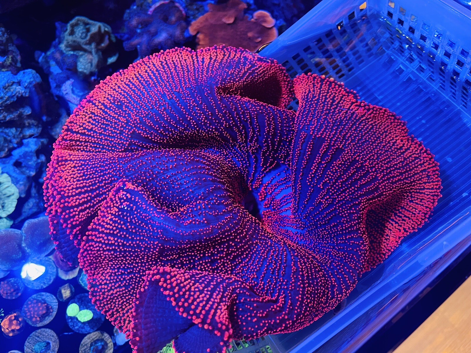 Red & Blue Haddoni Carpet Anemone 13” Wysiwyg SHOW QUALITY eBay