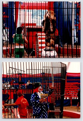 c1980s Lion Tricks~Circus Show~Bozo Clown~Animal Performance~2 Vintage Photos