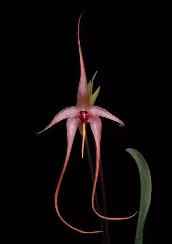 Bulbophyllum echinolabium J.J.Sm Rare Species Orchid Sulawesi Established Plant
Opens in a new windo