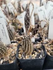 Setiechinopsis (Echinopsis) mirabilis (cactus - succulent - plant)