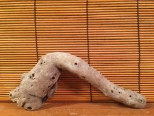 Beautiful 7" DRIFTWOOD Piece Art Terrarium Taxidermy Aquarium Reptile DECOR