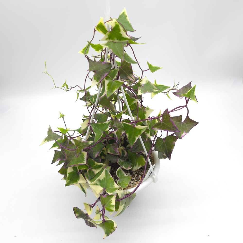 Senecio macroglossus variegata (outer variegated) 6 inch hanging basket 4534