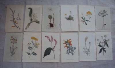 William Curtis Antique Engraving 12  Botanical Prints 1790-91-92  L