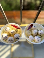 Chili Labneh Balls in Oil | Middle Eastern Spread Yogurt Cheese |Mezz | 16 oz 