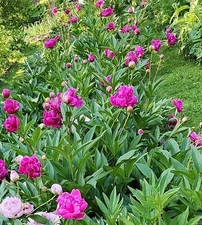 Great-grandma's Peony 4-5 Eyes, Fuschia, FRAGRANT!