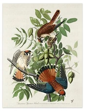 Birds of America: American Sparrow Hawk Illustration Art Poster Unframed Print