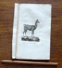 19th century animal engraving - the lama 1825