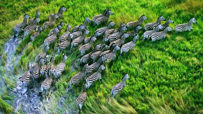 Landscape nature animals zebras r Custom Gaming Mat Desk
