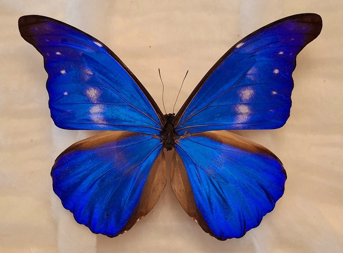 Morpho Rhetenor for sale | eBay