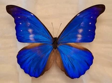 HYBRID MORPHO RHETENOR CACICA X MORPHO HELENA A1 FROM PERU  MOUNTED RIKER FRAMED