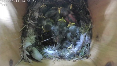 Bird Nest Box With 2K WiFi Camera & SD Card. View on Phone, Tablet, TV, PC - Picture 7 of 20
