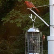 SQUIRREL PROOF STAINLESS STEEL WILD BIRD FEEDER
