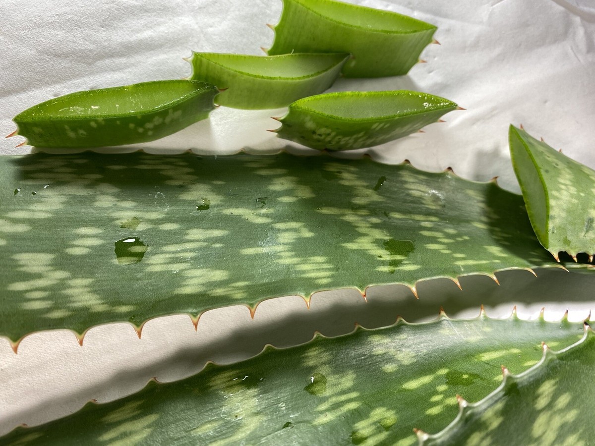 aloin in aloe vera gel Aloe Vera Gel 16fl oz