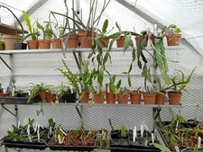 6" (15cm)Aluminium Greenhouse Shelf  90 inch  with Brackets and fixings