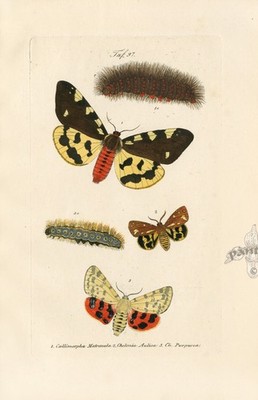 1859 Kayser Original Butterfly  Antique Print Large Tiger Moth, Life Cycle