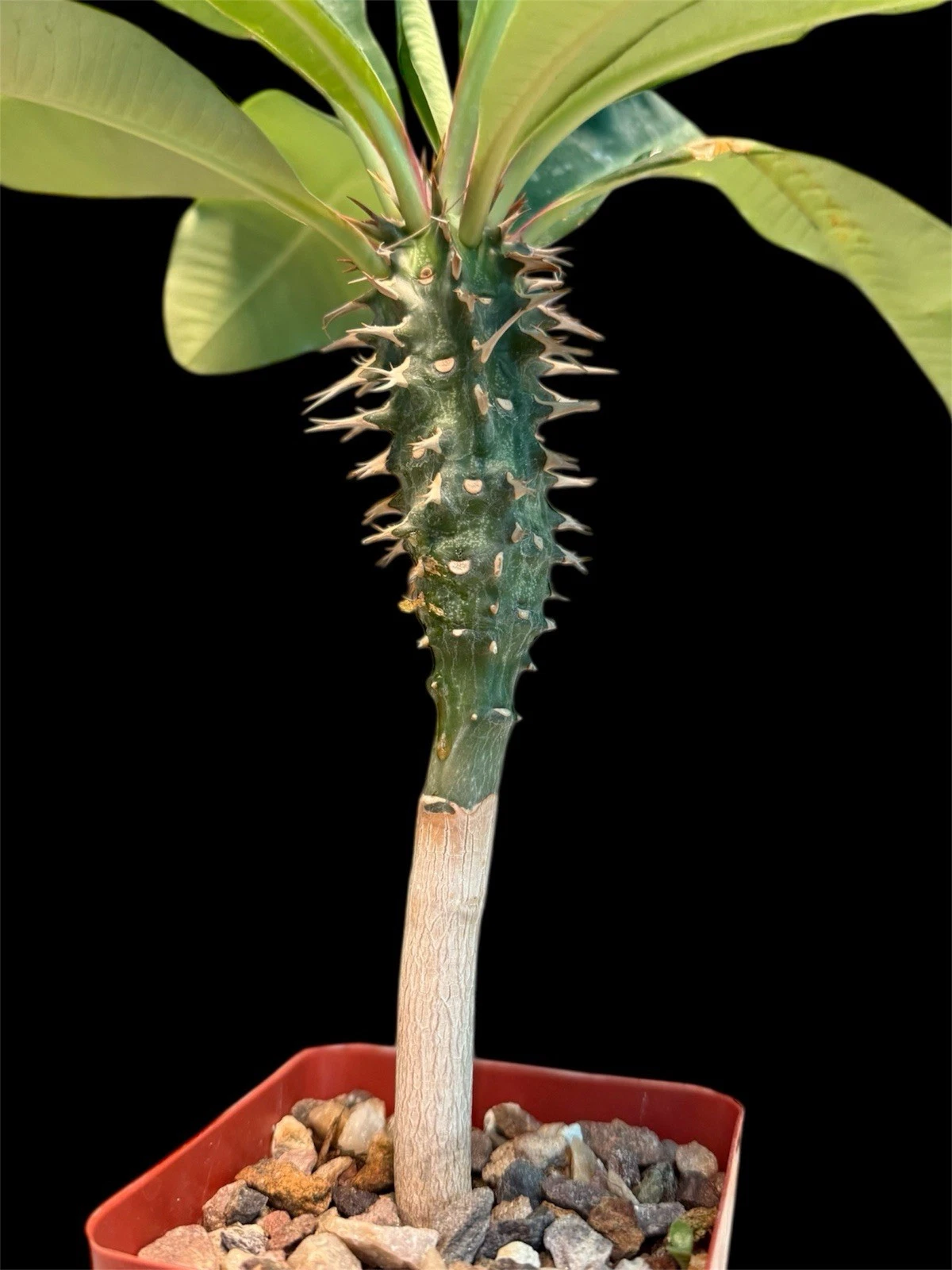 Euphorbia viguieri