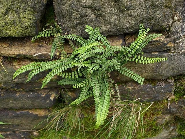 MAIDENHAIR SPLEENWORT samambaia 5 rizomas Asplenium platyneuron - Imagem 2 de 4