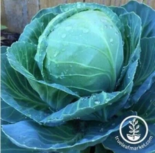 Cabbage Seeds(Golden Acre, Heirloom) 1/2oz seed (1tbsp)Mountain Valley Seed Co. 
