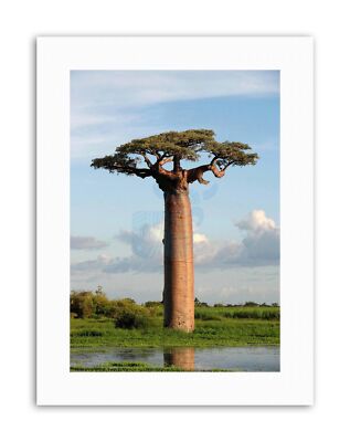 Ansonia Baobab Baum Bild Leinwand Kunstdruck